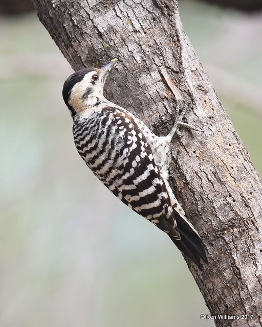 Ladder-backed Woodpecker female, Salineno, TX, 02_16_2017, Rp_29665.jpg