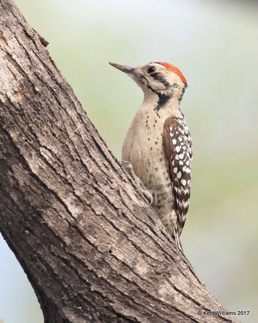 Ladder-backed Woodpecker male, Salineno, TX, 02_16_2017, Rp_29645.jpg