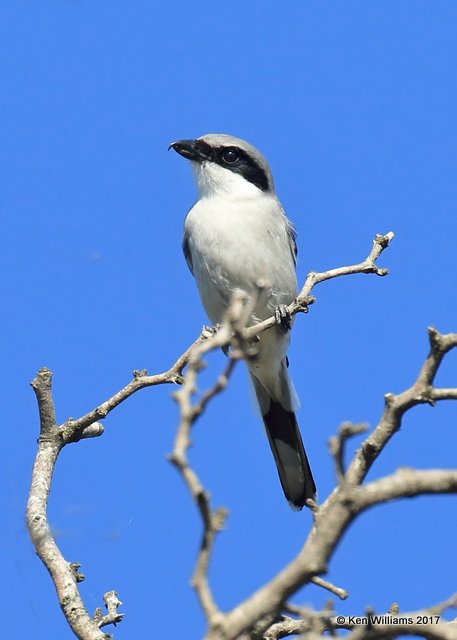 Loggerhead Shrike, Anzalduas County Park, TX, 02_17_2017, Rcp_30524.jpg