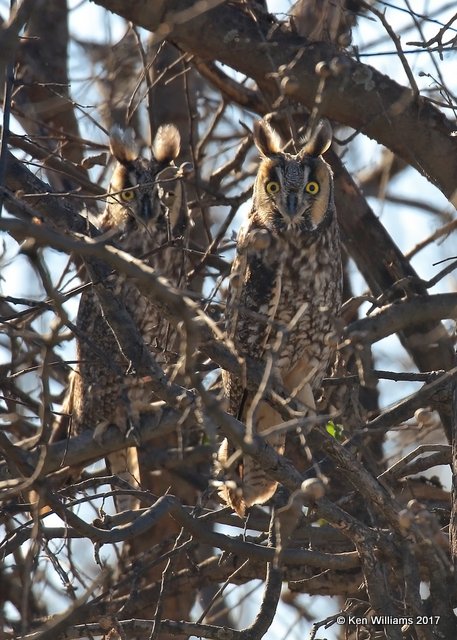 Long-eared Owl, Arrowhead State Park, TX, 3-23-17, Rcp_32826.jpg