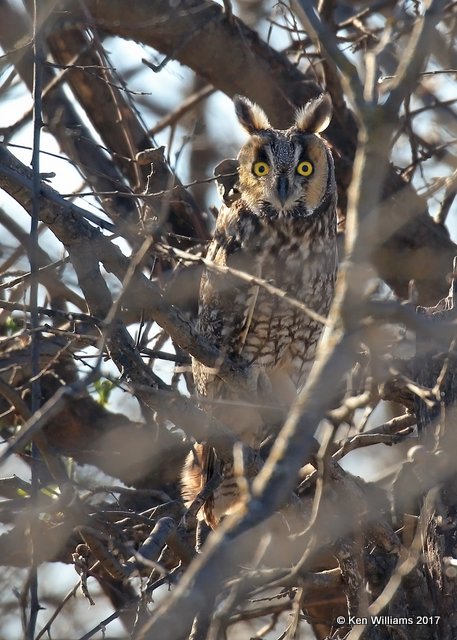 Long-eared Owl, Arrowhead State Park, TX, 3-23-17, Rcp_32839.jpg