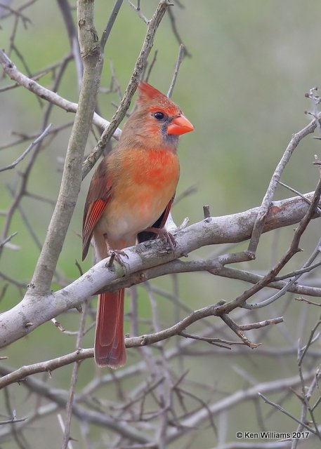 Northern Cardinal female, Benson SP, TX, 02_13_2017, Rcp_27026.jpg