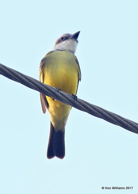 Tropical Kingbird, Brownsville, TX, 02_19_2017, Rcp_31223.jpg