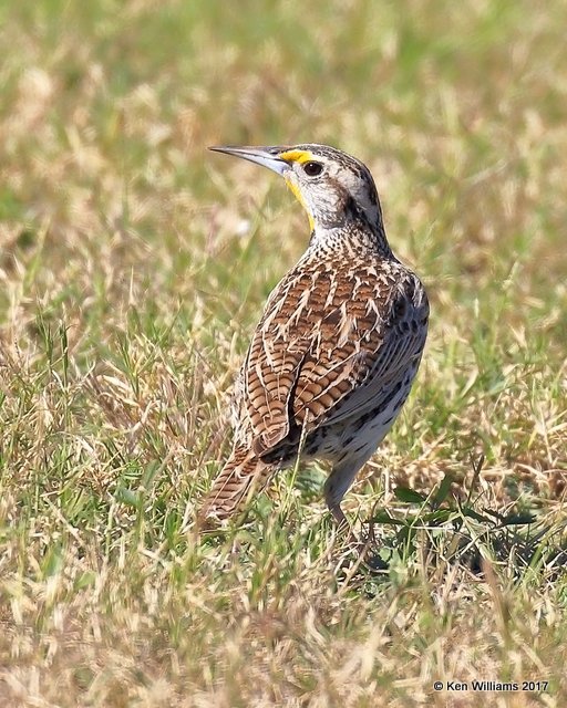 Western Meadowlark, Falcon State Park, TX, 02_15_2017, Rcp_29334.jpg