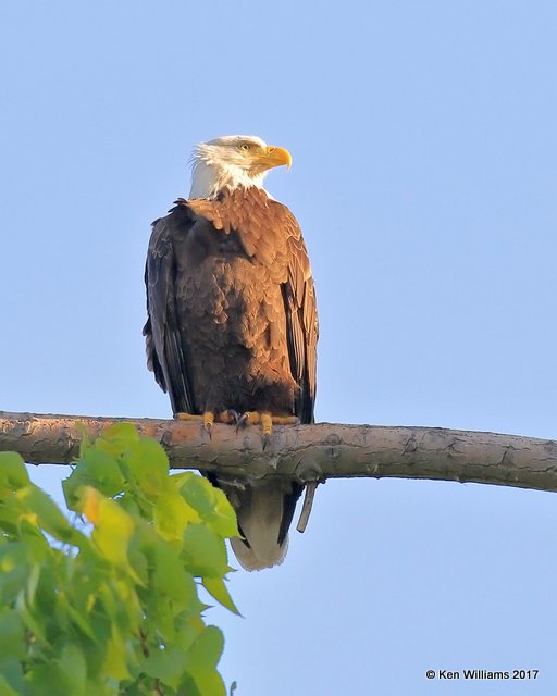Bald Eagle, Magee Marsh, OH, 5-14-17, Jda_45961.jpg