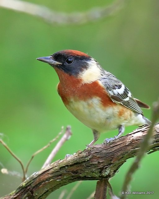 Bay-breasted Warbler male, Magee Marsh, OH, 5-17-17, Jda_47707.jpg