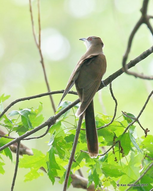 Black-billed Cuckoo, Magee Marsh, OH, 5-17-17, Jda_47663.jpg