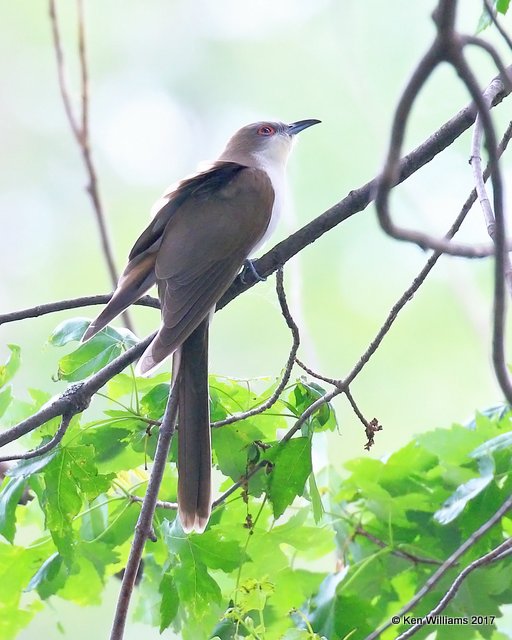 Black-billed Cuckoo, Magee Marsh, OH, 5-17-17, Jda_47668.jpg