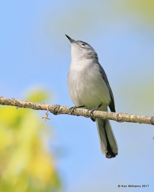 Blue-gray Gnatcatcher, Magee Marsh, OH, 5-14-17, Jda_45710.jpgg