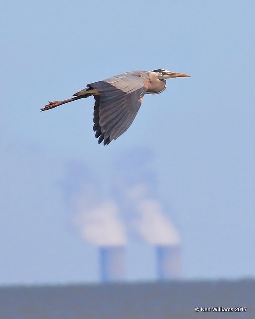Great Blue Heron, Magee Marsh, OH, 5-15-17, Jda_46139.jpg