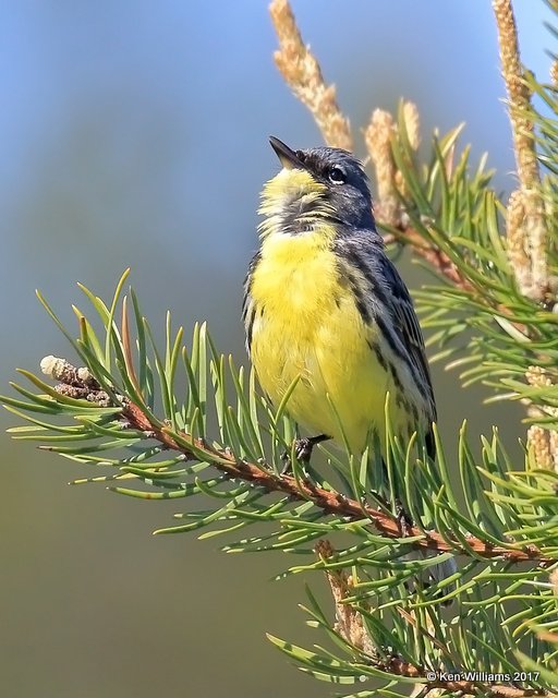 Kirtland's Warbler male, Grayling, MI, 5-19-17, Jda_48732.jpg