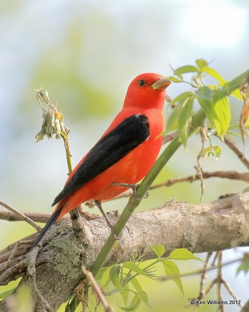 Scarlet Tanager male, Magee Marsh, OH, 5-17-17, Jda_48399.jpg