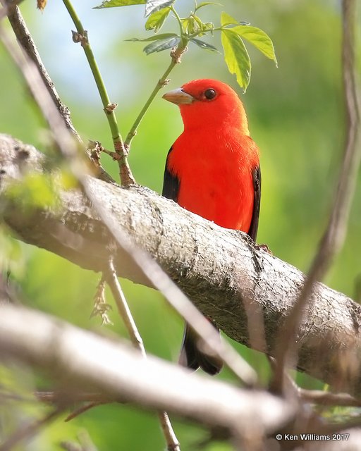 Scarlet Tanager male, Magee Marsh, OH, 5-17-17, Jda_48427.jpg