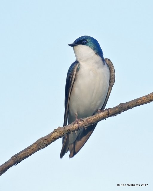 Tree Swallow, Magee Marsh, OH, 5-14-17, Jda_45826.jpg