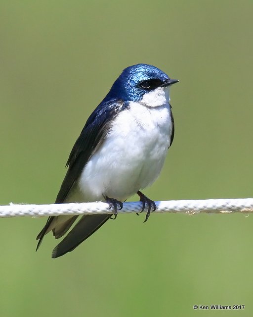 Tree Swallow, Magee Marsh, OH, 5-15-17, Jda_46127.jpg