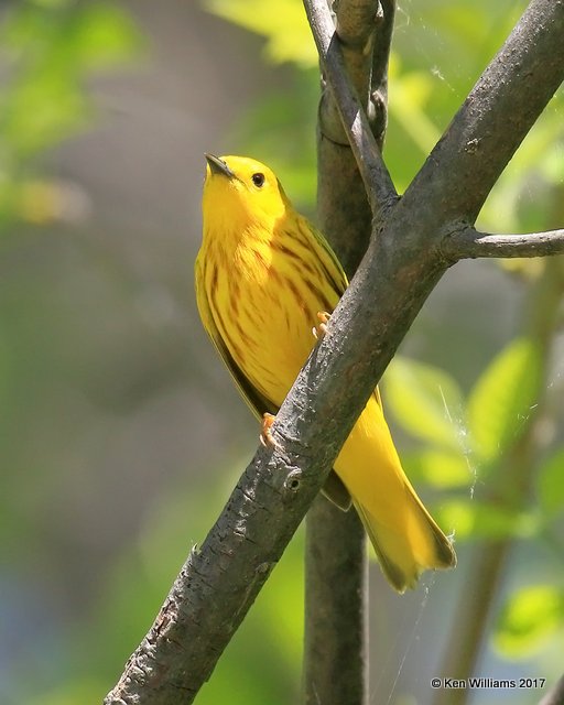 Yellow Warbler male, Magee Marsh, OH, 5-15-17, Jda_46065.jpg