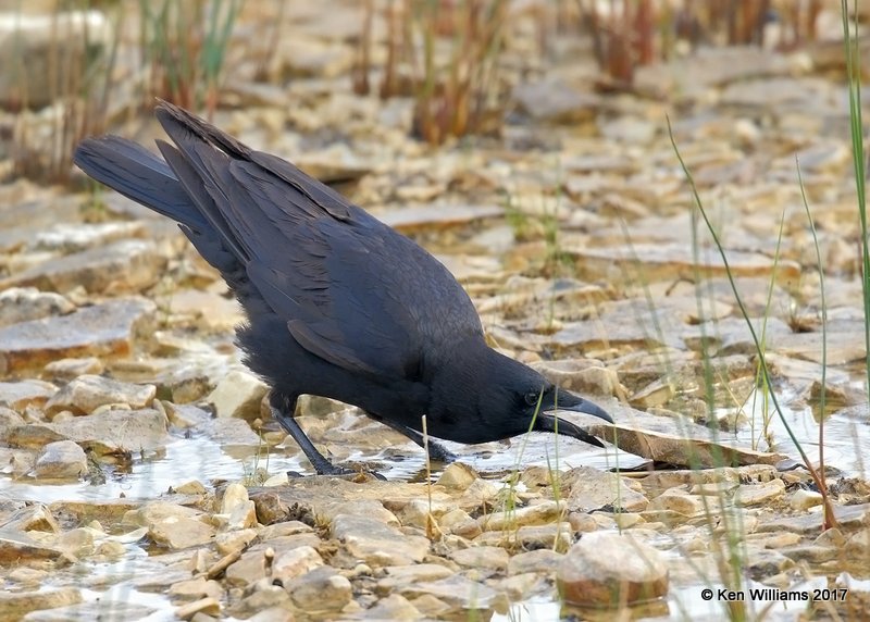 American Crow, Manistique, MI, 5-19-17, Jda_5251.jpg