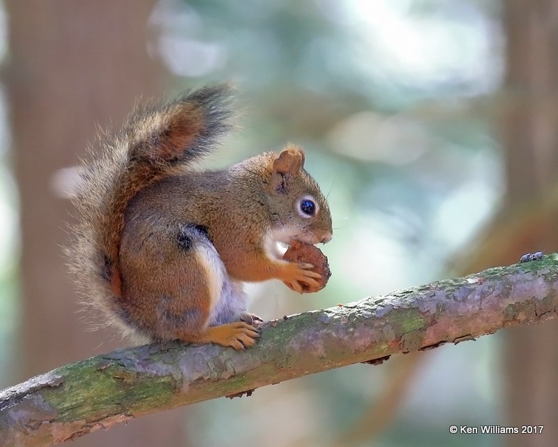 American Red Squirrel, Grayling, MI, 5-19-17, Jda_48915.jpg