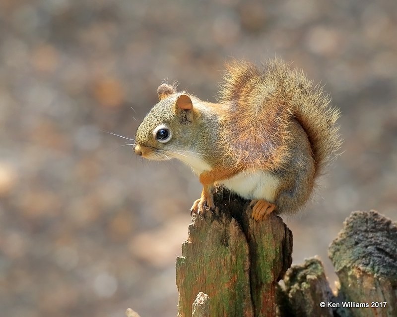 American Red Squirrel, Grayling, MI, 5-19-17, Jda_49185.jpg