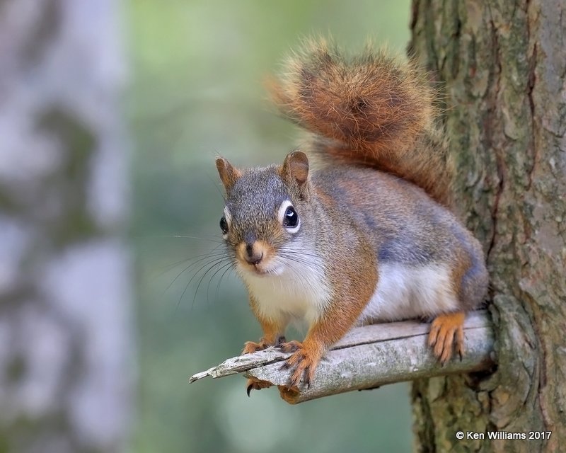 American Red Squirrel, Grayling, MI, 5-19-17, Jda_49289.jpg