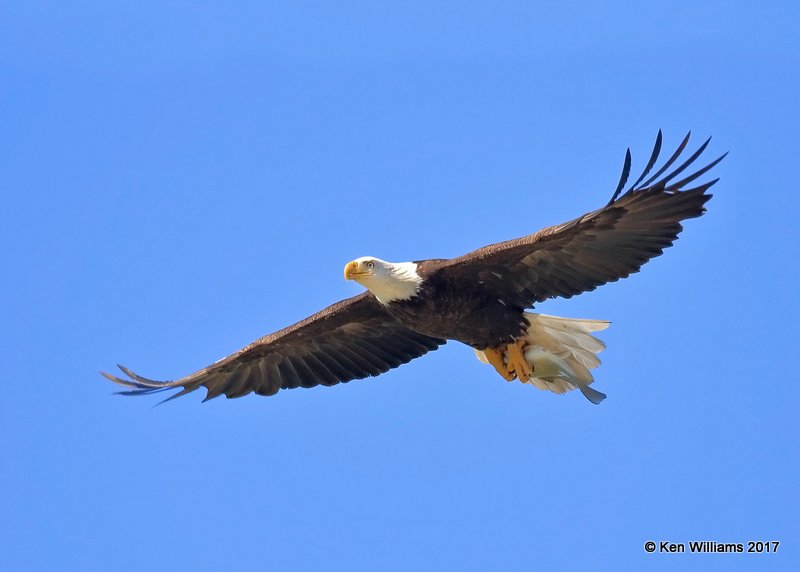 Bald Eagle, Magee Marsh, OH, 5-15-17, Jda_46004.jpg