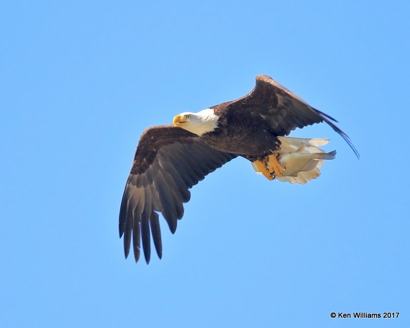 Bald Eagle, Magee Marsh, OH, 5-15-17, Jda_46005.jpg