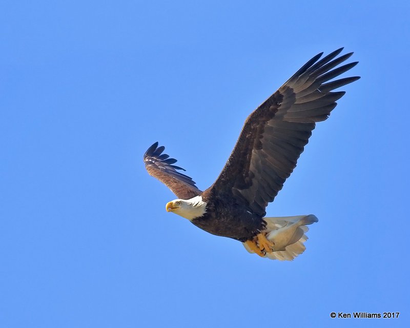 Bald Eagle, Magee Marsh, OH, 5-15-17, Jda_46006.jpg