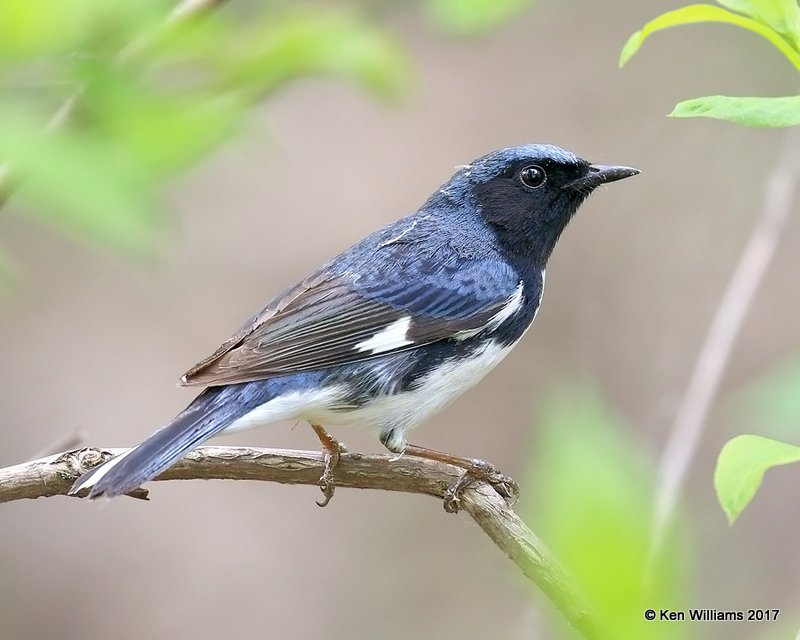Black-throated Blue Warbler male, Magee Marsh, OH, 5-17-17, Jda_47566.jpg