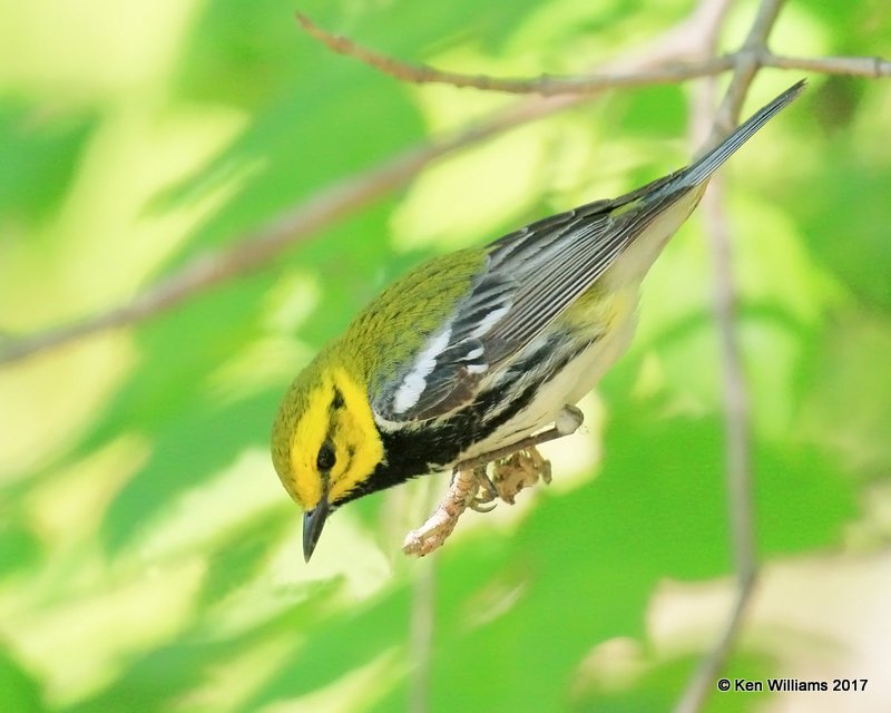 Black-throated Green Warbler male, Magee Marsh, OH, 5-14-17, Jda_45596.jpg
