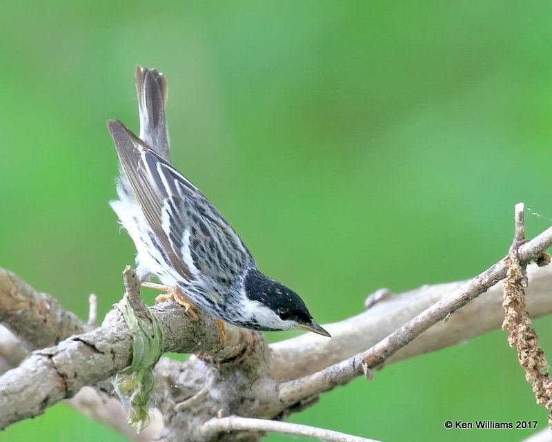 Blackpoll Warbler male, Magee Marsh, OH, 5-17-17, Jda_47454.jpg