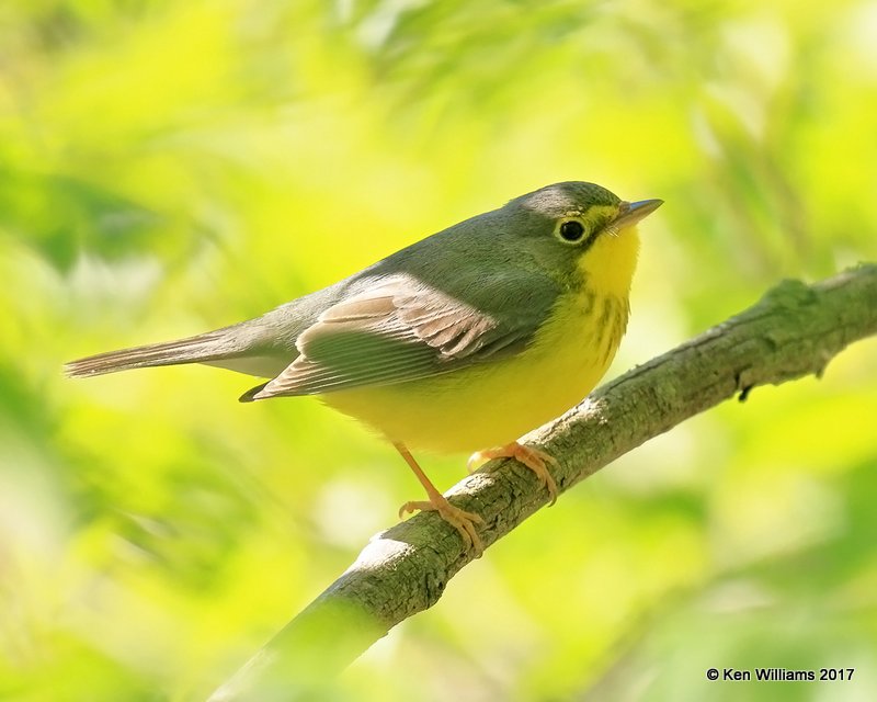 Canada Warbler, Magee Marsh, OH, 5-15-17, Jda_46577.jpg