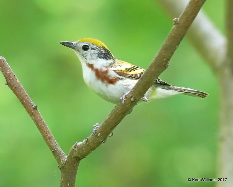 Chestnut-sided Warbler female, Magee Marsh, OH, 5-17-17, Jda_47853.jpg