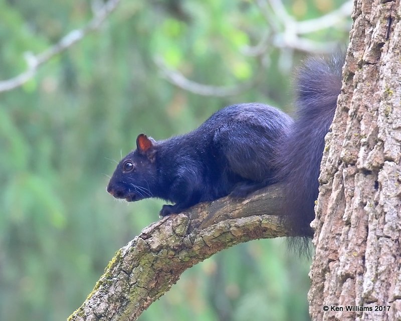 Eastern Gray Squirrel - melanistic, Grayling, MI, 5-18-17, Jda_48474.jpg
