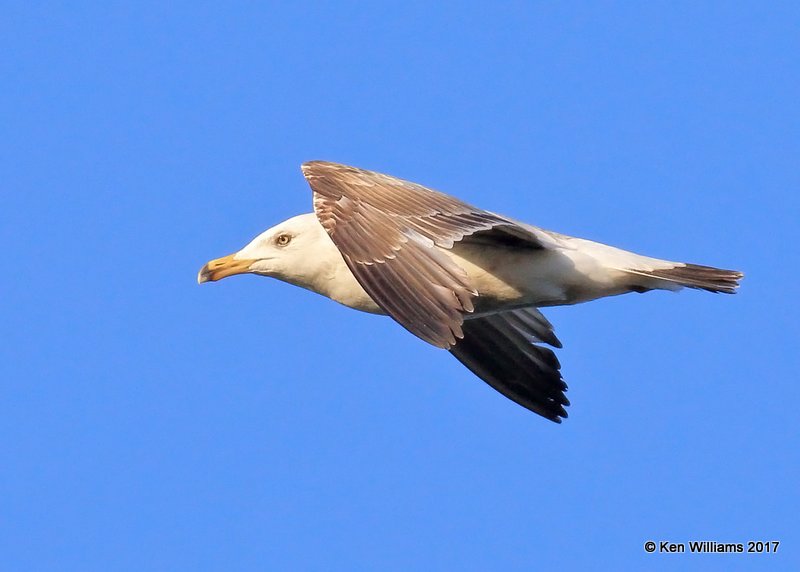 Herring Gull 2nd cycle, Manistique, MI, 5-20-17, Jda_5520.jpg