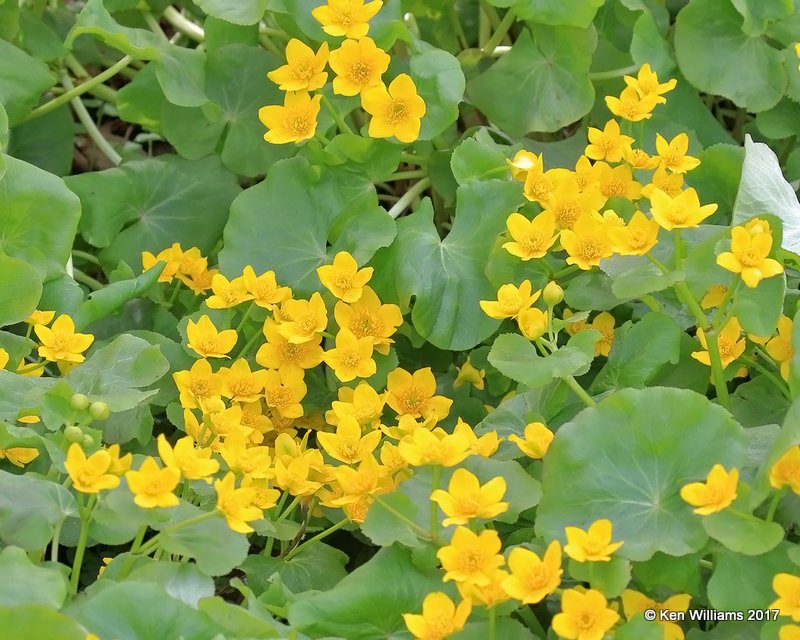 Marsh Marigold, Caltha palustris, Manistique, MI, 5-19-17, Jda_49511.jpg