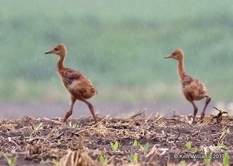 Sandhill Crane chicks, Spring Green WI, 5-20-17, Jdaa_5576.jpg