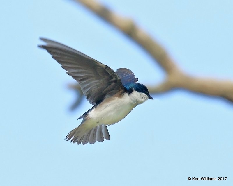Tree Swallow, Magee Marsh, OH, 5-16-17, Jda_47169.jpg