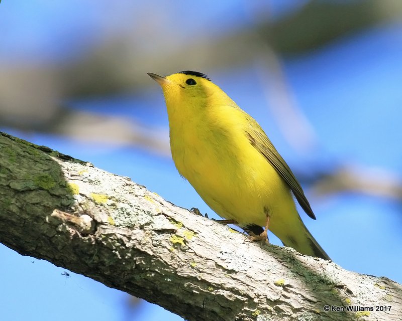 Wilson's Warbler male, MaGee Marsh, OH, 5-15-17, Jda_46018.jpgg