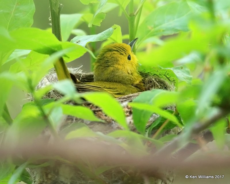Yellow Warbler female on nest, Magee Marsh, OH, 5-17-17, Jda_47488.jpg