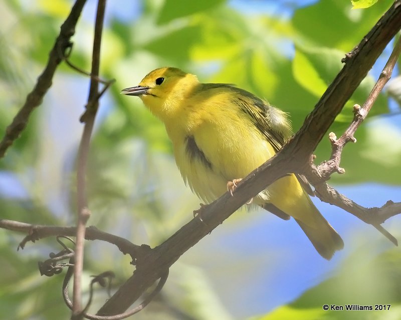 Yellow Warbler female, Magee Marsh, OH, 5-15-17, Jda_46044.jpg