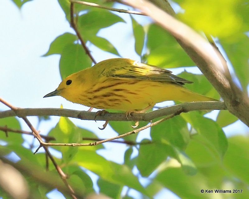 Yellow Warbler male, Magee Marsh, OH, 5-15-17, Jda_46455.jpg