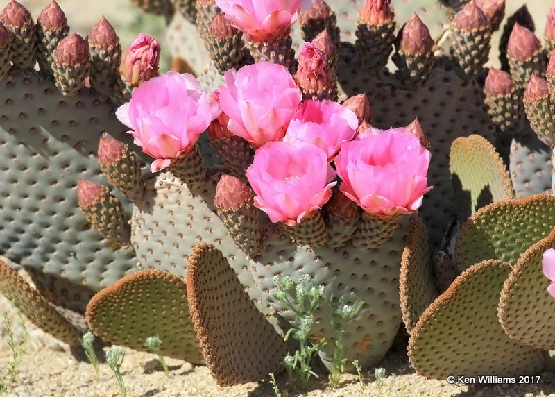 Beavertail Pricklypear, Opuntia basilaris, Joshua Tree National Park, 3-19-17, Jda_33112.jpg