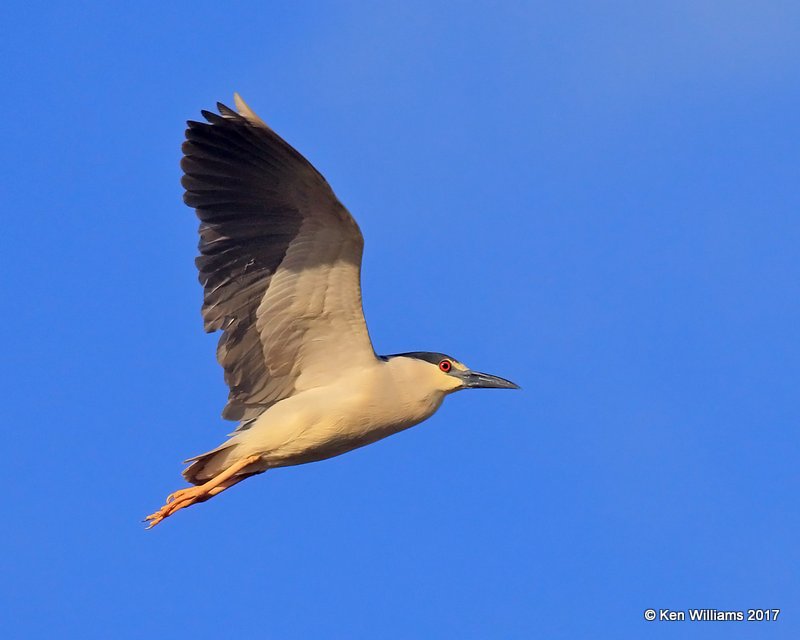 Black-crowned Night-Heron, Oceanside, CA, 3-23-17, Jda_35764.jpg