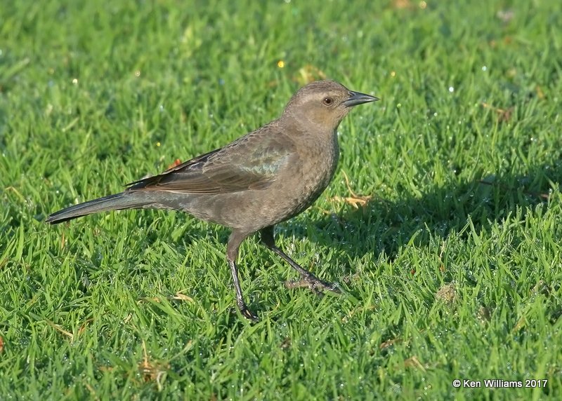 Brewer's Blackbird female, Santa Maria, CA, 3-26-17, Jda_39370.jpg