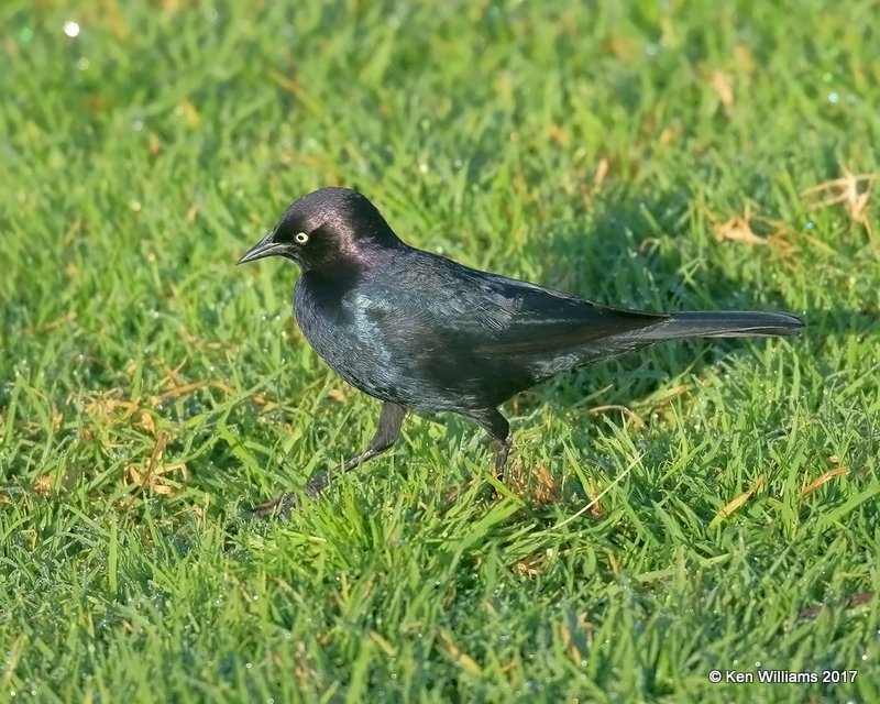 Brewer's Blackbird male, Santa Maria, CA, 3-26-17, Jda_39388.jpg