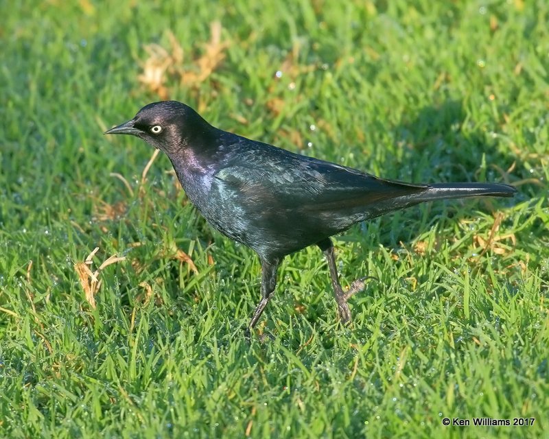 Brewer's Blackbird male, Santa Maria, CA, 3-26-17, Jda_39389.jpg