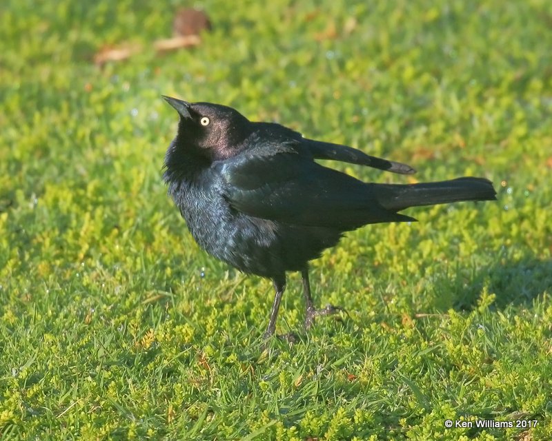 Brewer's Blackbird male, Santa Maria, CA, 3-26-17, Jda_39406.jpg