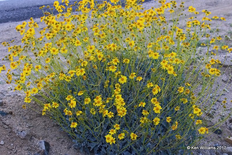 Brittlebush, Encelia farinosa, Joshua Tree National Park, 3-19-17, Jda_33181.jpg