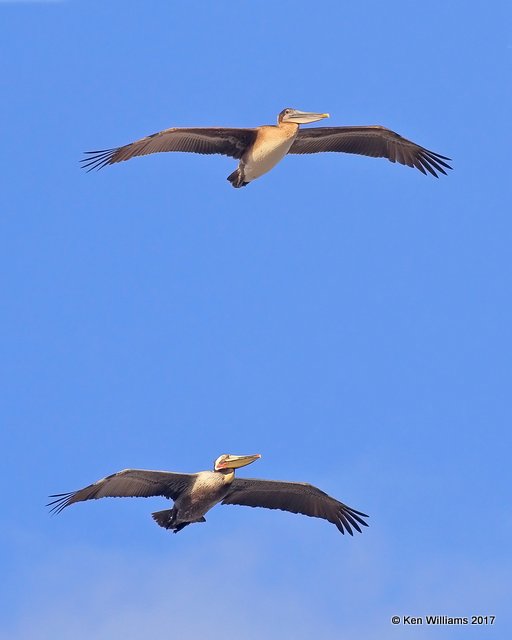Brown Pelicans - Pacific subspecies, Oceanside, CA, 3-22-17, Jda_34518.jpg