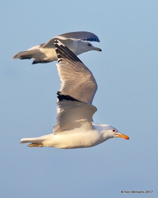 California Gull breeding plumage, Oceanside, CA, 3-22-17, Jda_35624.jpg
